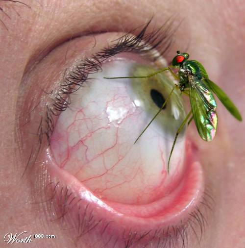 Comment s'enlever ses lentilles sans les doigts ? C'est simple : Il suffit d'avoir un petit insecte pour l'enlever !