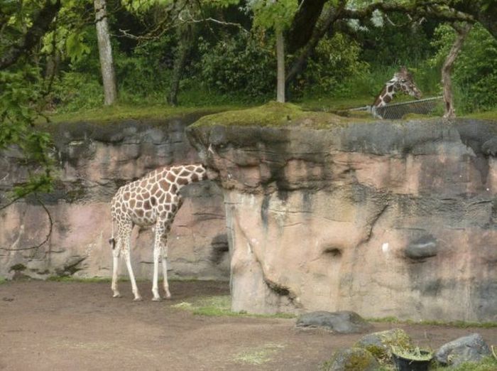 Je savais que les girafes avaient de grands cous, mais celle là, elle bat des records!