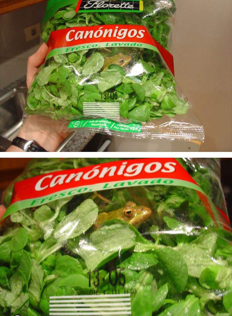 L'inconvénient des salades, c'est que ce n'est pas assez nourissant. Sauf quand on y ajoute un peu de protéines ! Comme dans ce sachet par exemple !! height=