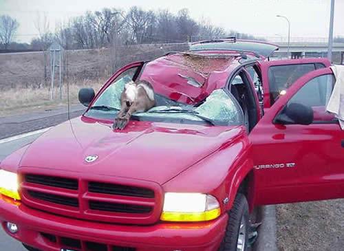 Qui est le plus nocif pour l'autre : la biche ou la voiture ? height=