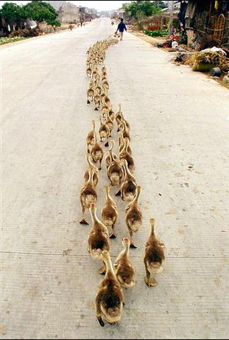 Allez les petits connards... heu, canards, on rentre à la maison à la queue leu leu !