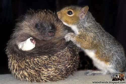 L'est tout mimi le petit écureuil qui prend soin de son pote