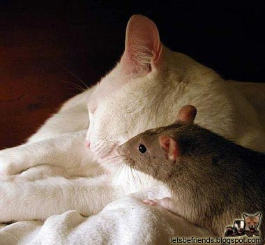 Un chat et une souris ! et ils ne se chassent même pas ! ou alors la souris profite de la sieste du chat pour lui piquer un truc :s height=
