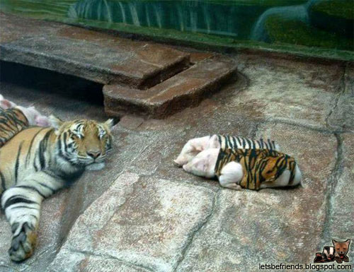 Ils sont bizarres ces bébés tigres ! height=