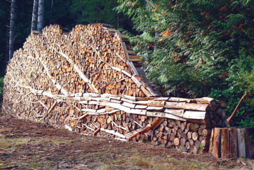 Vous avez déjà vu un arbre en bois. Mais un arbre en bois taillé, c'est plus rare !