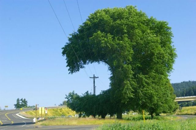 Pas sur que ce soit fait exprès : Voici un arbre pacman... Le tailleur d'arbre est-il un fan ou est-ce une solution de facilité pour laisser passer les câbles ? height=