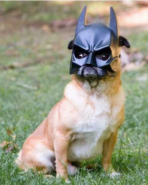 Voici le chien de Batman : Batdog height=