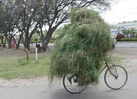 Je ne sais pas si ce cycliste à voulu se camoufler ou s'il s'est pris un buisson, mais en tout cas, il est bien caché !