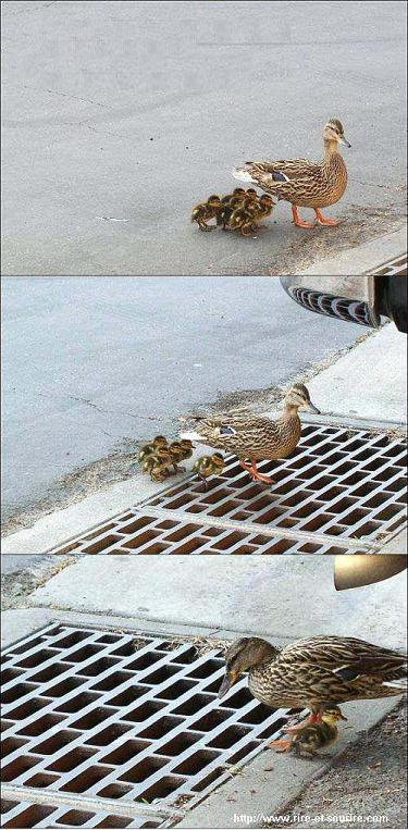 Comment maman canard promène-t-elle ses bébés canards ?
