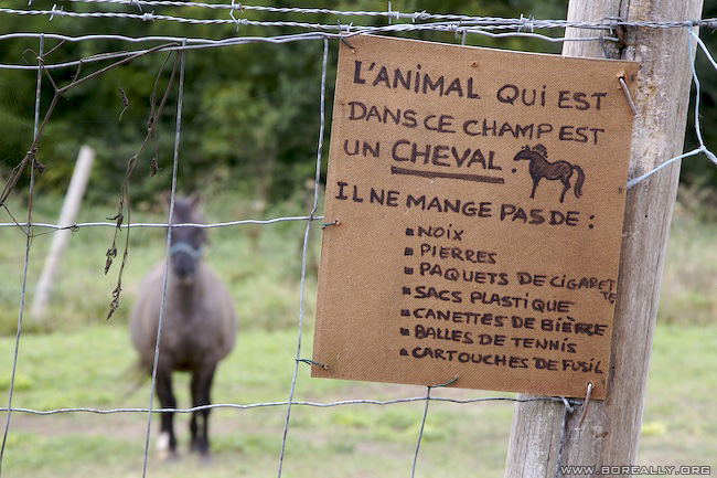 Attention, cet animal est un cheval ! C'est un peu dingue de le préciser, mais j'imagine que si le propriétaire l'a fait, c'est que des couillons ont donné n'importe quoi à manger à ces chevaux