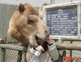 Attention, un chameau qui a faim peut être dangereux... height=