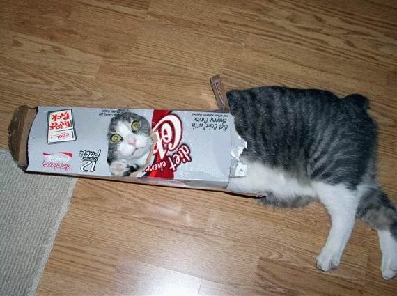 En voilà un chat bien curieux ! C'est un coup à rester coincé dans l'emballage height=