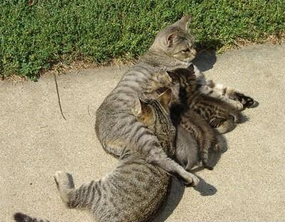 Une maman chat doit souvent se laisser faire pour que ses petits minous se nourissent... Sauf que des fois, il y en a qui abusent !