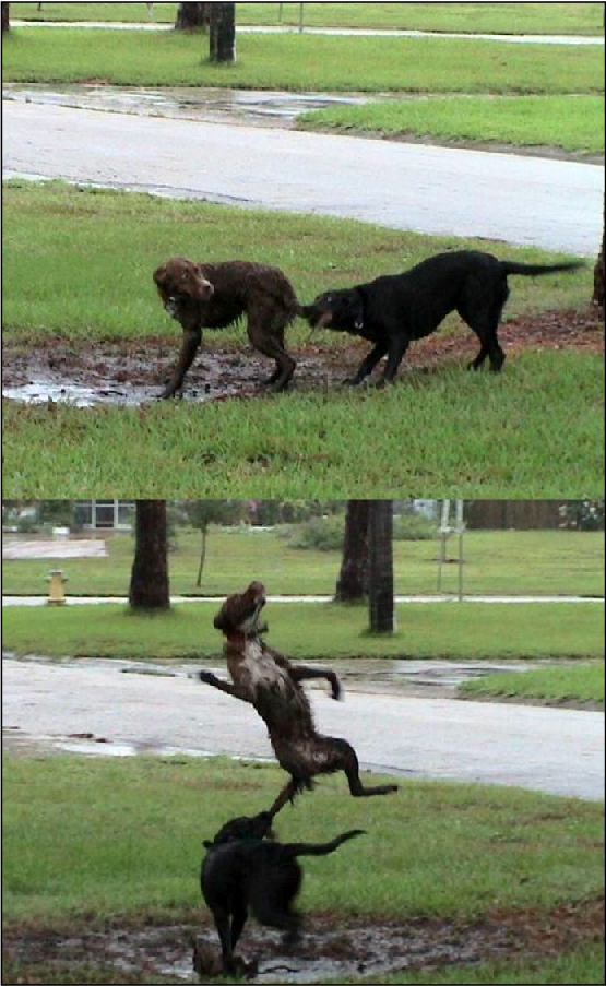 Ce chien est trop balèze ! J'aimerai pas être à la place de celui qui fait des accrobaties