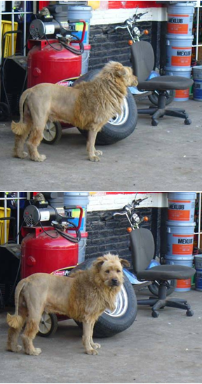Pour protéger mon garage, j'ai acheté un lion féroce ! Bon, d'accord, j'ai juste tondu mon chien !