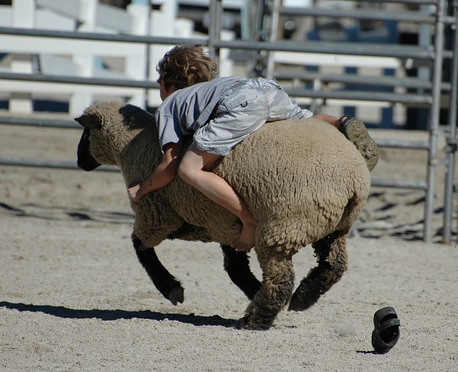 Après les courses de chevaux, découvrez les courses de moutons... Ce sont des courses hors d'haleine !