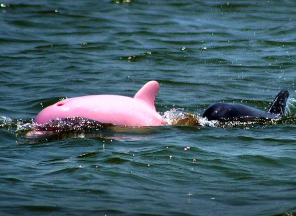 Voici la photo d'un dauphin albinos. Il parait que ça existe vraiment ce dauphin tout rose. Est-ce une fille ou un garçon ?