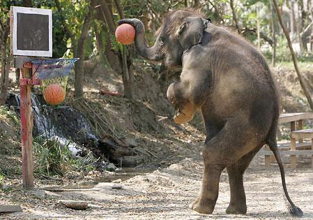 Oui les éléphants ont le droit de jouer au basket ! A quand un match humains / Elephants ? height=
