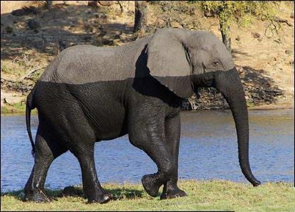 Un éléphant, ça trompe énormément, mais là quand même... L'est mouillé ou pas  ?