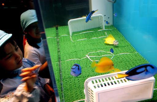 Il n'y a pas que les humains qui ont le droit de jouer au foot... Les ti poissons ont aussi le droit de s'amuser ;)