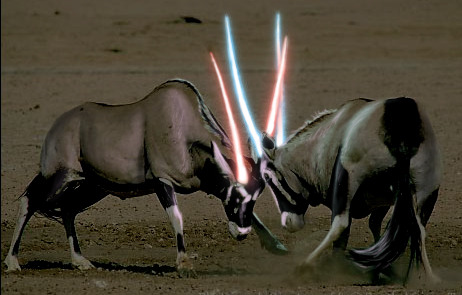 Voici en avant-première les images de la nouvelles saga Star Wars. Cette fois-ci, il y aura de belles gazelles Jedi.