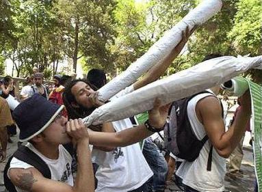 Certains jeunes fumeurs de cabanis sont fiers de se taper des joints de 2 ou 3 feuilles... Voici les joints les plus grands : Les mille-feuilles ! height=