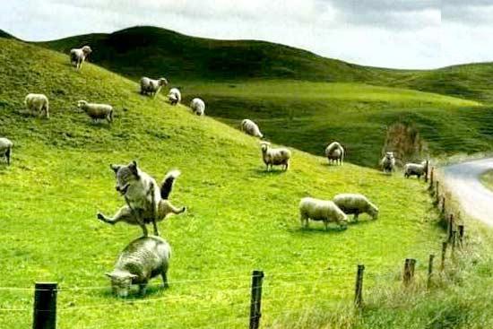 Même les animaux ont le droit de jouer à nos jeux rigolos, comme saute-moutons! height=