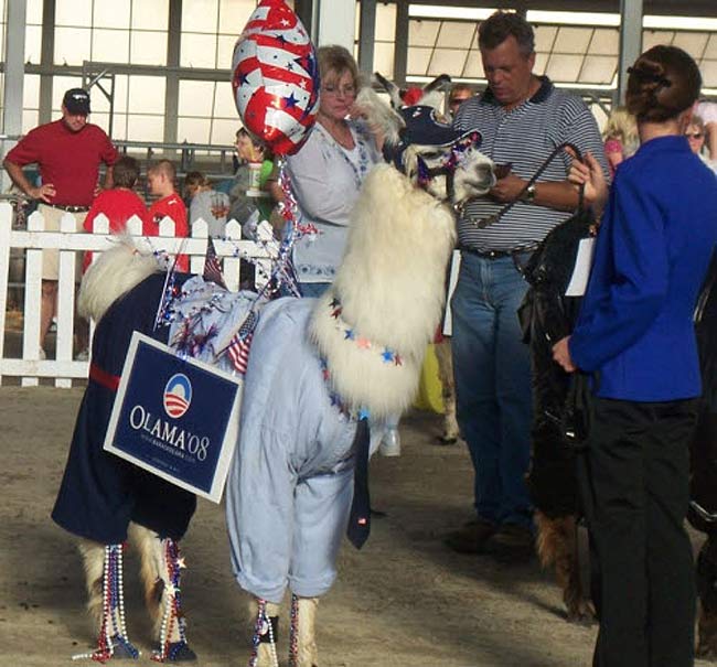 Pour les élections américaines, votez Olama ! Enfin un président américain qui ne sera pas une chèvre !