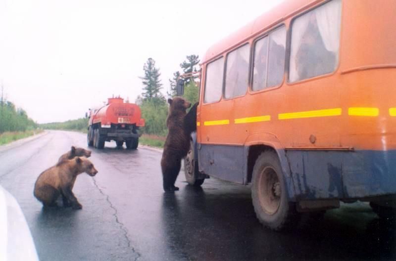 Siouplait, vous pouvez nous amener en ville ? Et oui, les ours aussi ont le droit de faire du stop !