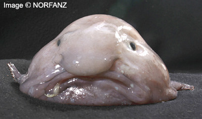 Voici une nouvelle espèce de poisson : Le poisson flan... On le comparerai presqu'à François Hollande height=