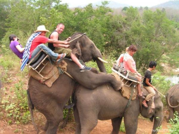 Règle de vigilance : Quand vous vous promenez à dos d'éléphant, il faut toujours mettre le mâle devant et la femelle derrière !