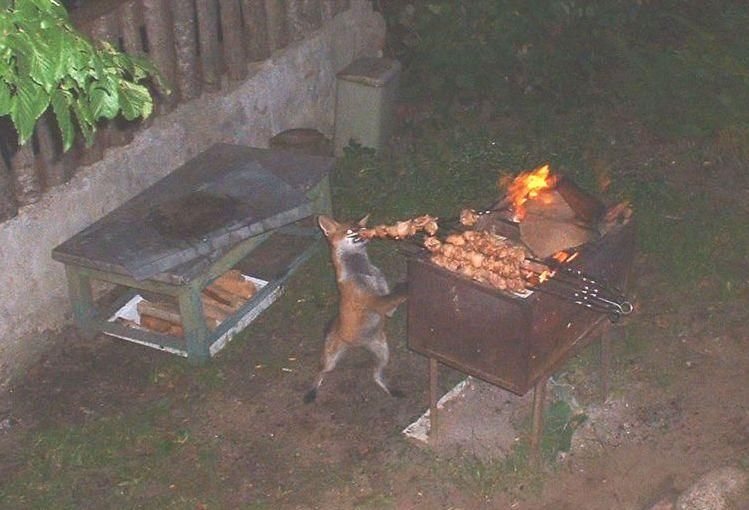 Ah que c'est bon le barbecue ! Et il faut que tout le monde en profite, même les petits renards !