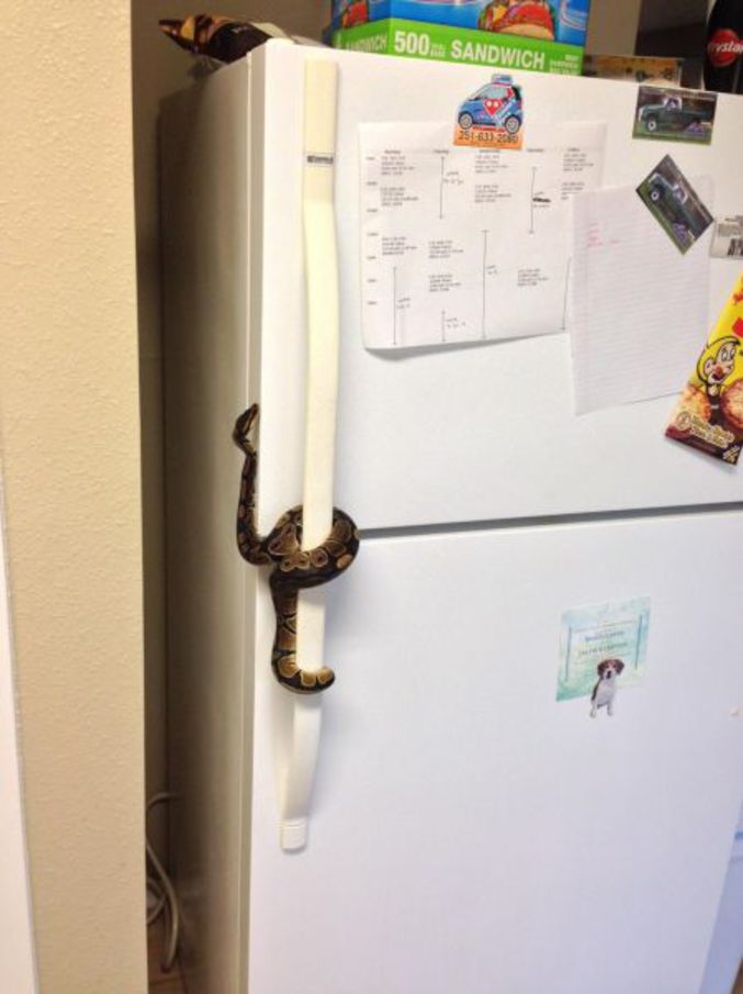 Pour un régime efficace, mettez un serpent sur la poignée du frigo. Et des scorpions dans le placard à gâteaux !