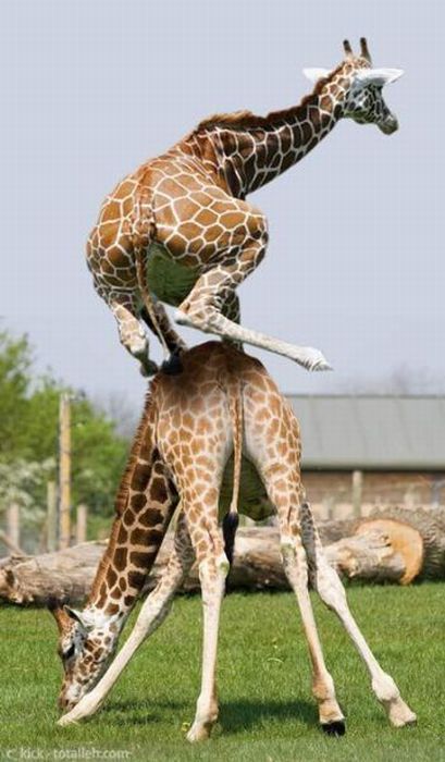 Les girafes ont le droit de s'amuser non ? Bon, là je soupçonne un photo-montage !