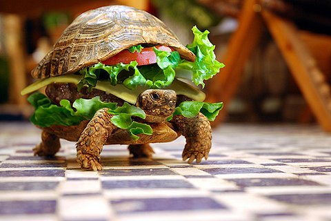 Un animal, c'est fait pour être mangé : cette tortue l'a bien compris, et s'est mise en valeur toute seule, comme une grande