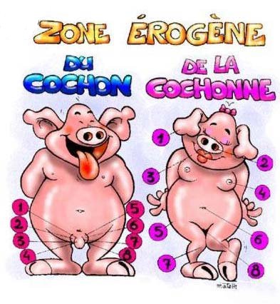 Comme quoi le cochon et l'homme sont des races proches.... Voyez plutôt les zones érogènes du cochon et de la cochone !